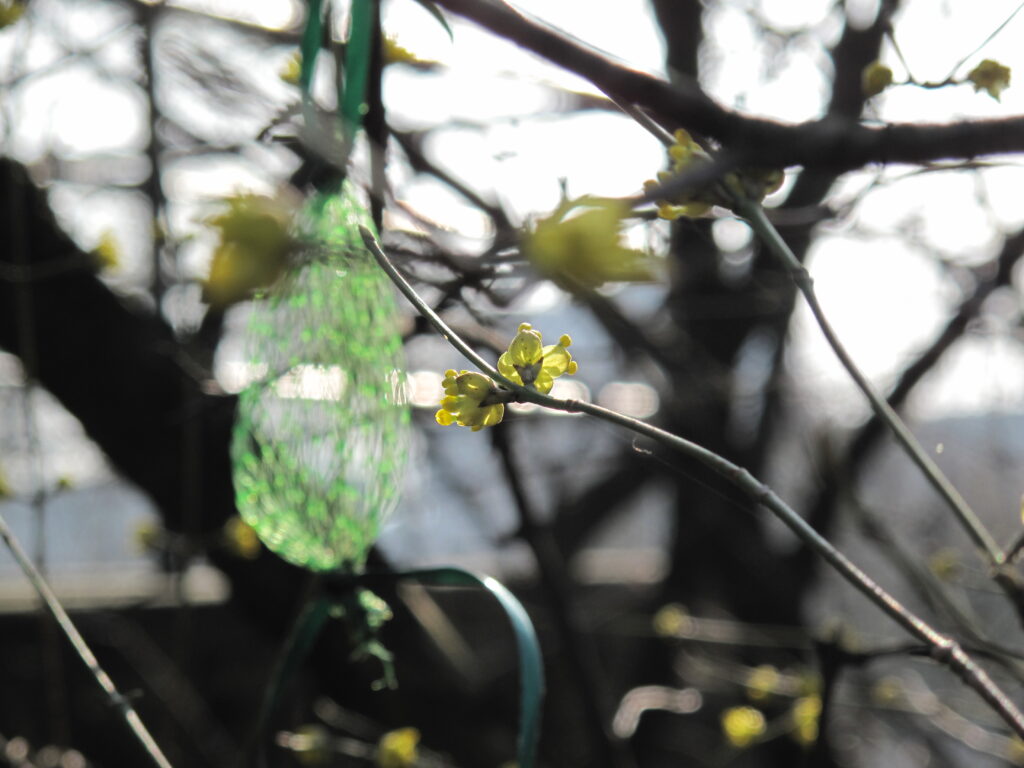 Frühling am Elbhang Altona. 25.3.2010. Foto: Asmus Henkel / Stadtteilarchiv Ottensen e.V.